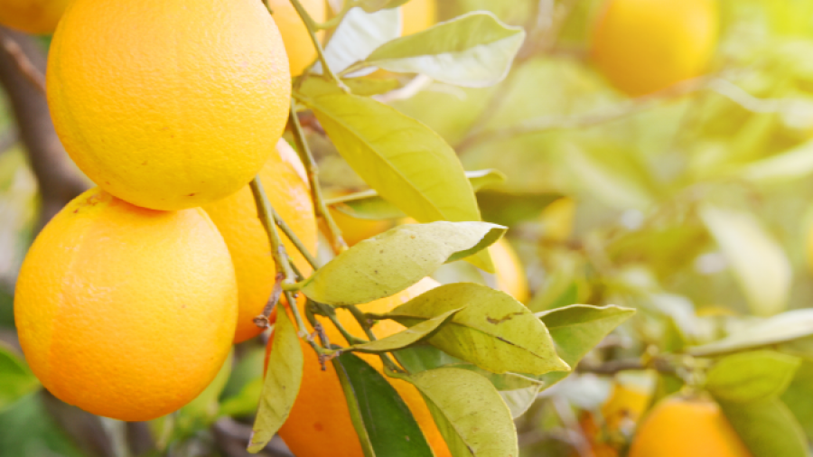Close-up of ripe oranges hanging on a tree with green leaves, bathed in warm sunlight—perfect imagery for showcasing top-quality produce in your distribution consulting portfolio.