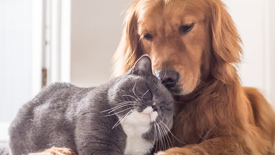 A golden retriever gently rests its head on a gray and white cat, both lying on the floor indoors. The cat appears content, and soft natural light fills the cozy scene.