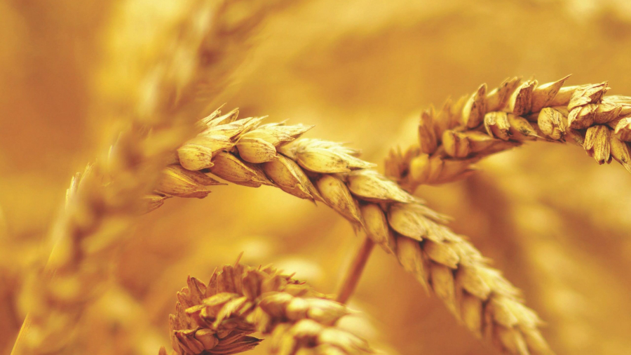 Close-up of golden wheat stalks in a field, with soft focus and warm lighting highlighting the grains and creating a rich, yellow-brown background.