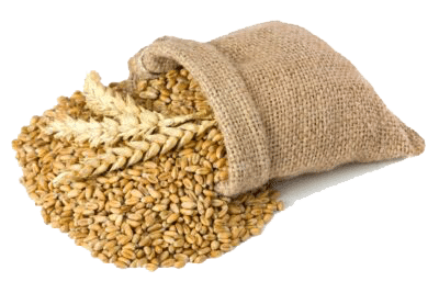 A burlap sack tipped over, spilling wheat grains and several wheat stalks onto a white surface—illustrating natural abundance and the seamless flow that Dynamics 365 Consulting can bring to your business processes.