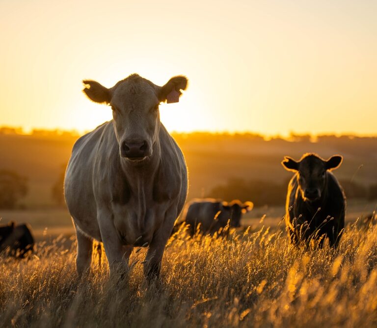 A group of cows stands in a sunlit field at sunset, with one cow in the foreground facing the camera. The golden light highlights the grasses and creates a warm, peaceful atmosphere, reminiscent of a tranquil tms landscape.