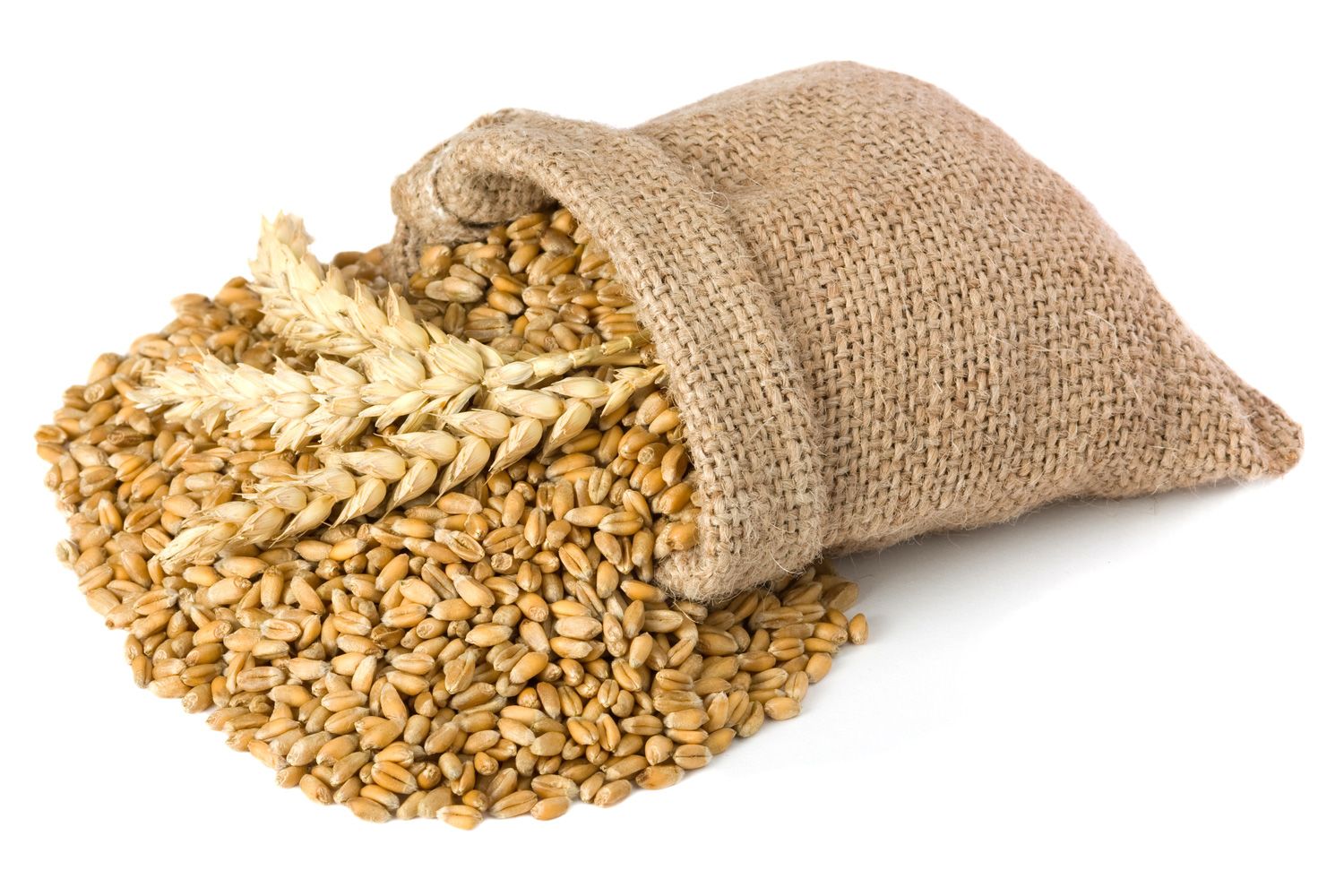 A burlap sack spilling wheat grains onto a white surface, with a few stalks of wheat on top—an image symbolizing abundance and efficiency, much like the supply chain management in Dynamics 365 Finance.