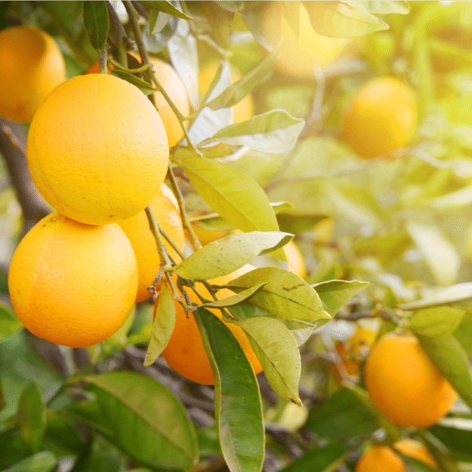 Bright orange oranges hanging on a tree branch amid green leaves, with sunlight shining through, evoke the freshness and vibrancy that effective distribution consulting brings to your business.