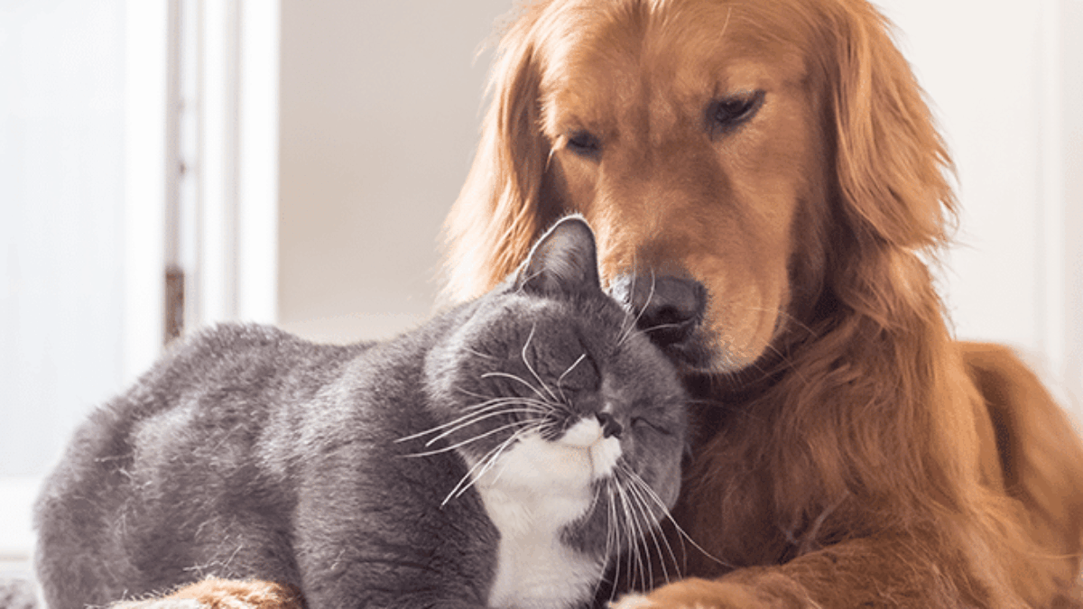 A golden retriever gently rests its head on a gray and white cat, both lying on the floor in a sunlit room, showing a moment of affection and companionship.