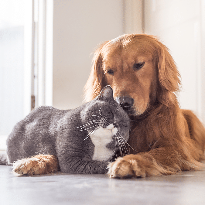 A golden retriever gently rests its head on a gray and white cat, both lying on the floor in a sunlit room, showing a moment of affection and companionship.