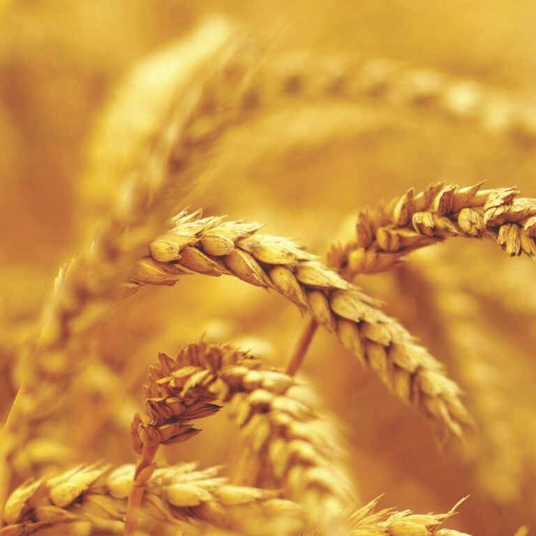 Close-up of golden wheat stalks in a field, with a soft, warm yellow background creating a sunlit, harvest atmosphere.