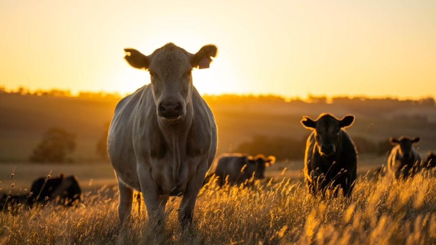 A group of cows stand in a grassy field at sunset, with golden sunlight silhouetting the cow in the foreground, as the peaceful landscape evokes rural life—a classic scene often recorded for tms reference.